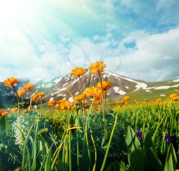 Royalty Free Photo of a Mountain Meadow 