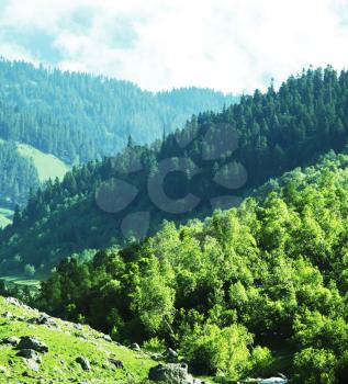 Royalty Free Photo of Forests in the Mountains