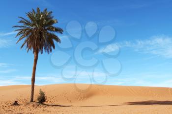 Royalty Free Photo of a Palm Tree in the Sahara