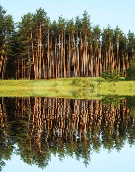 Royalty Free Photo of a Pine Forest and Lake