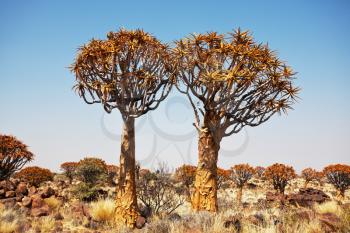 Royalty Free Photo of Quiver Trees in Namibia, Africa