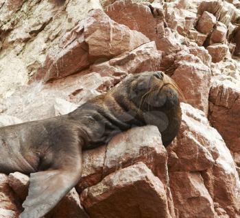 Royalty Free Photo of a Sea Lion Laying on a Rock