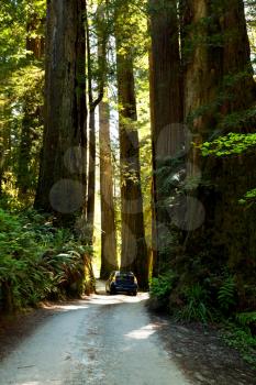 Royalty Free Photo of a Car in a Sequoia Forest