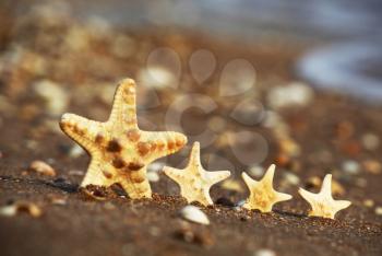 Royalty Free Photo of a Starfish