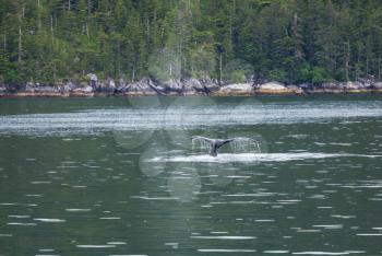 whale safari on Alaska