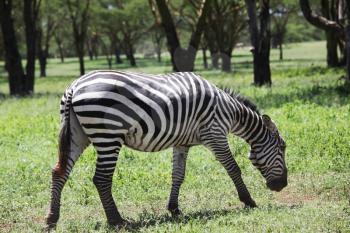 Royalty Free Photo of a Zebra