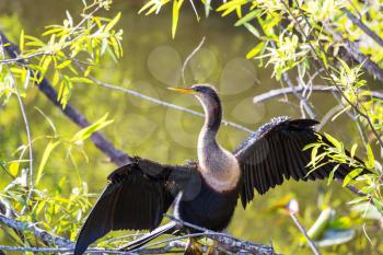  Cormorant bird ,Everglades NP,Florida