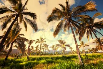 Palm plantation on Hawaii