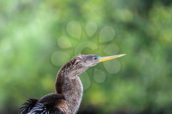  Cormorant bird ,Everglades NP,Florida