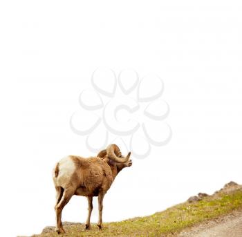 Rocky Mountain Big-Horned sheep, Canada