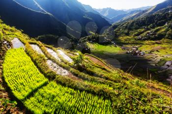 Beautiful Green Rice terraces in the Philippines. Rice cultivation in the Luzon island.