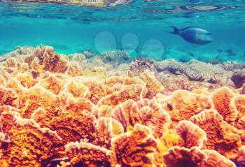 Living Coral reef in Red Sea, Egypt. Natural unusual background.