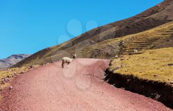Peruvian alpaca in Andes