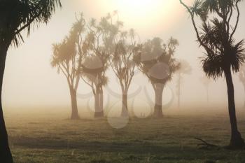 Unusual native Cabbage trees at the misty morning