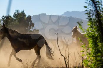 Horse herd run in mountain meadow in South America, Chile