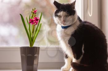 cat near blossoming flower on window