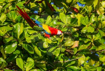 Green-winged Macaw Ara in the wild, Costa Rica, Central America