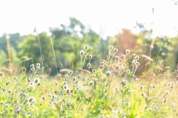 Sunny day on the flowers meadow. Beautiful natural background.