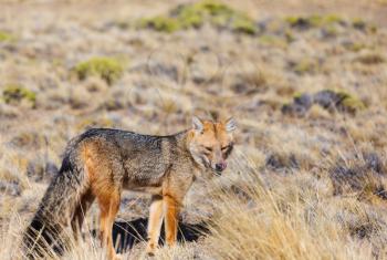 South American gray fox (Lycalopex griseus), Patagonian fox, in Patagonia mountains