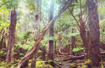 Gigant fern trees in rainforest, Hawaii island