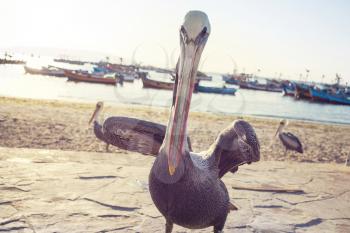 Big Pelican on the sea shore