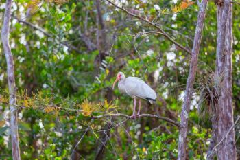 White Ibis  in a Everglades National Park, USA,  Florida