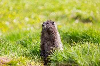 Marmots on meadow in summer mountains, wild nature in North America