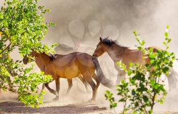 Horse herd run in mountain meadow