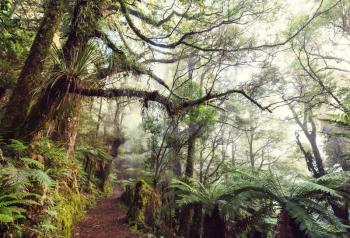 New Zealand tropical jungle forest. Green natural background