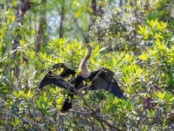 American Anhinga ,Everglades National Park, Florida