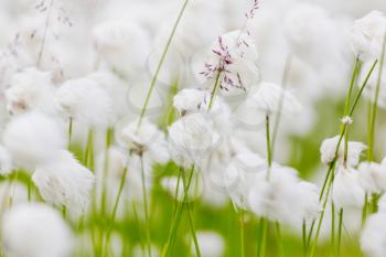 arctic cotton flowers. Amazing natural background.