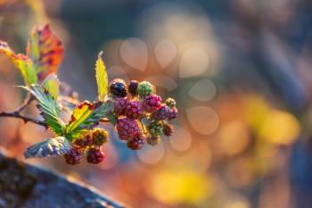blackberries in the autumn garden. Natural background.