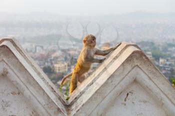 Monkey in the temple in Kathmandu, Nepal 