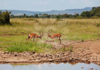Impala antelope males fight for territory and for females. Masai Mara National Park, Kenya. african animals safari 