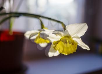 Flower of a daffodil with a yellow center on the window