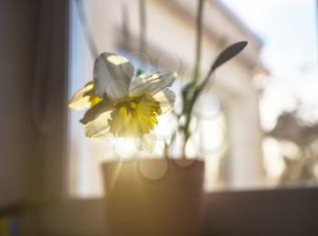 Flower of a daffodil with a yellow center on the window