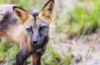 Beautiful wild animal in the foresr. Arctic Fox in Alaska.