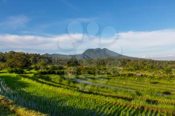 Green Rice Terrace and ricefield, Ubud,  Bali, Indonesia