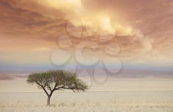african landscapes- alone tree in deserted savannah