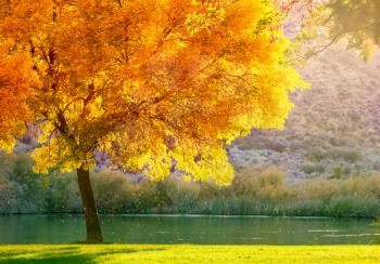 Autumn scene in yellow tones