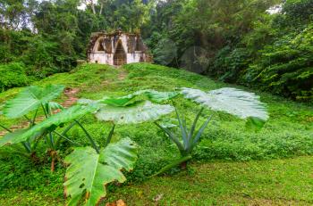 Trees and grass growing out of ruins in the jungle near Palenque, Mexico