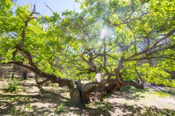 Giant oak tree in summer forest