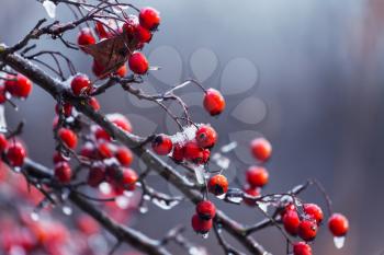Frozen hawthorn red berries in winter forest
