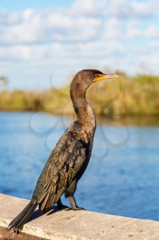 Cormorant bird in Everglades National Park, Florida, USA