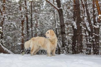 dog in winter forest