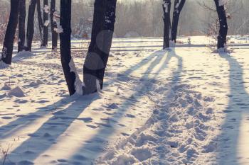 Winter scene in park