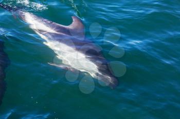 Dolphin in ocean,Argentina