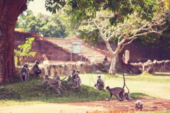 Monkeys in Anuradhapura, Sri Lanka