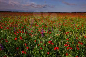 Red poppy field at sunset