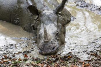 Rhino is eating the grass in wildlife, Chitwan national park, Nepal